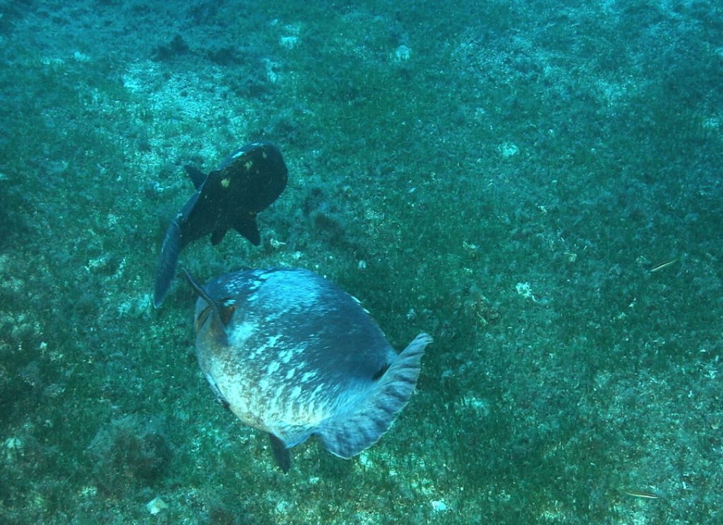 Maschi territoriali Epinephelus marginatus